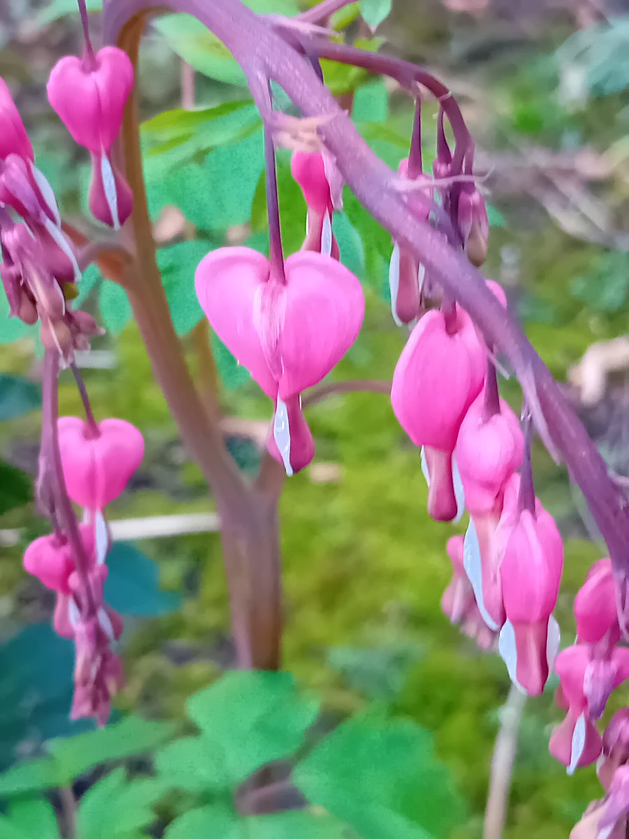 Northern Gardener🌱🇬🇧🏴󠁧󠁢󠁥󠁮󠁧󠁿 tweet media