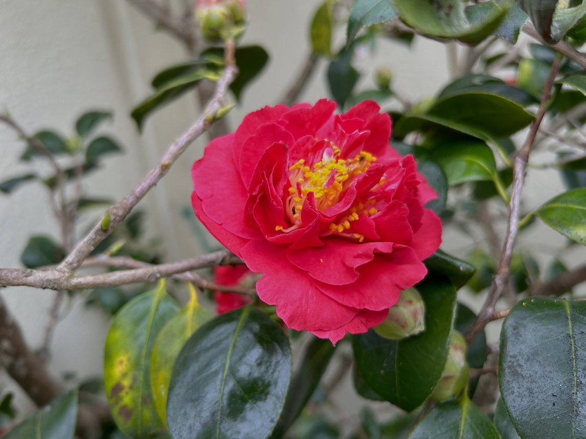 The red camellia, coming late to the party after all the others have gone over. driftwoodbysea.co.uk #sussex #gardening