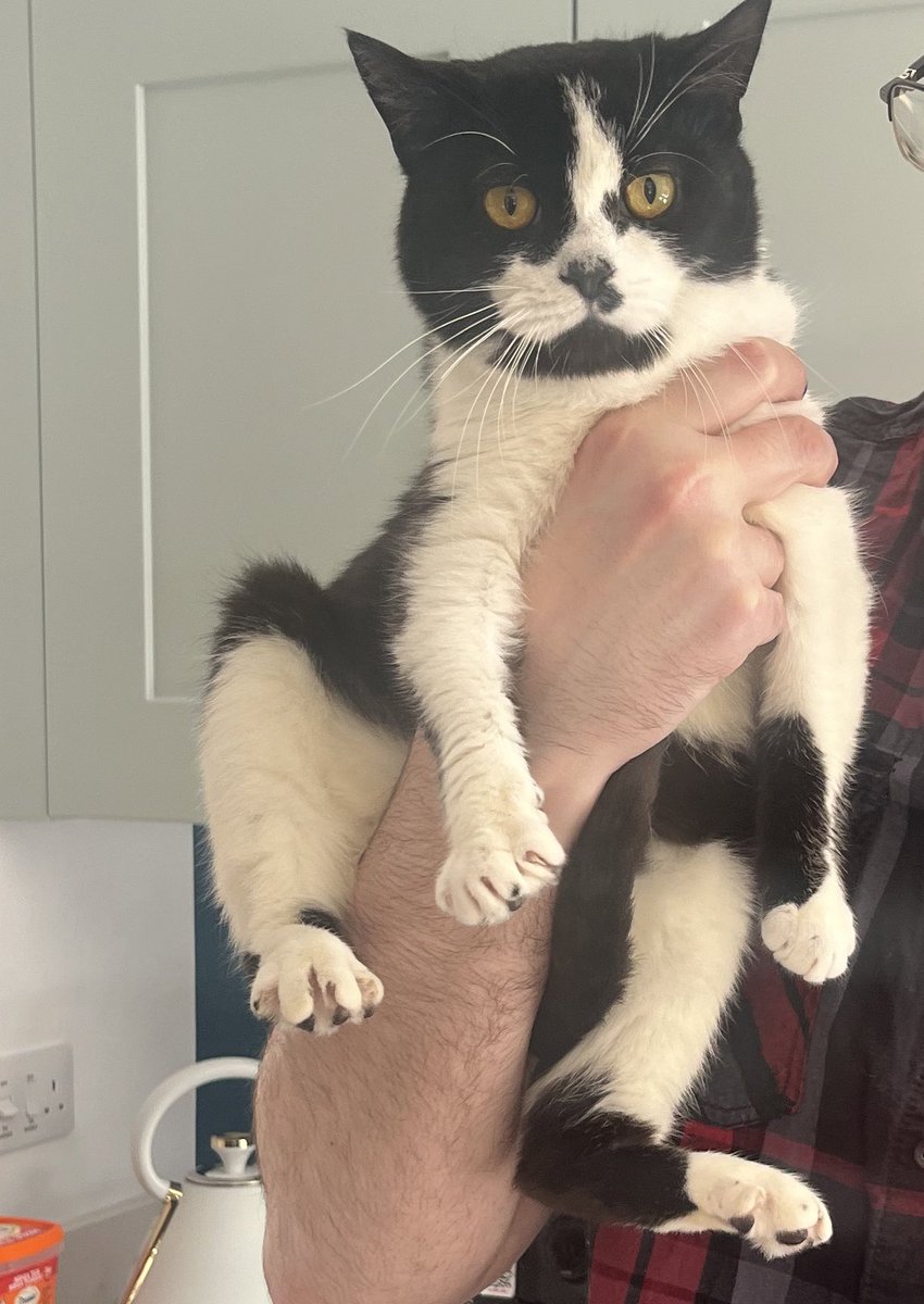 FionaBowler's tweet photo. “Your Honour my client is innocent, no jury would convict.”
Sir your client has eaten half of the jury and is attempting to bap the other half off of the nearest high surface. https://t.co/uEw3vMMI43