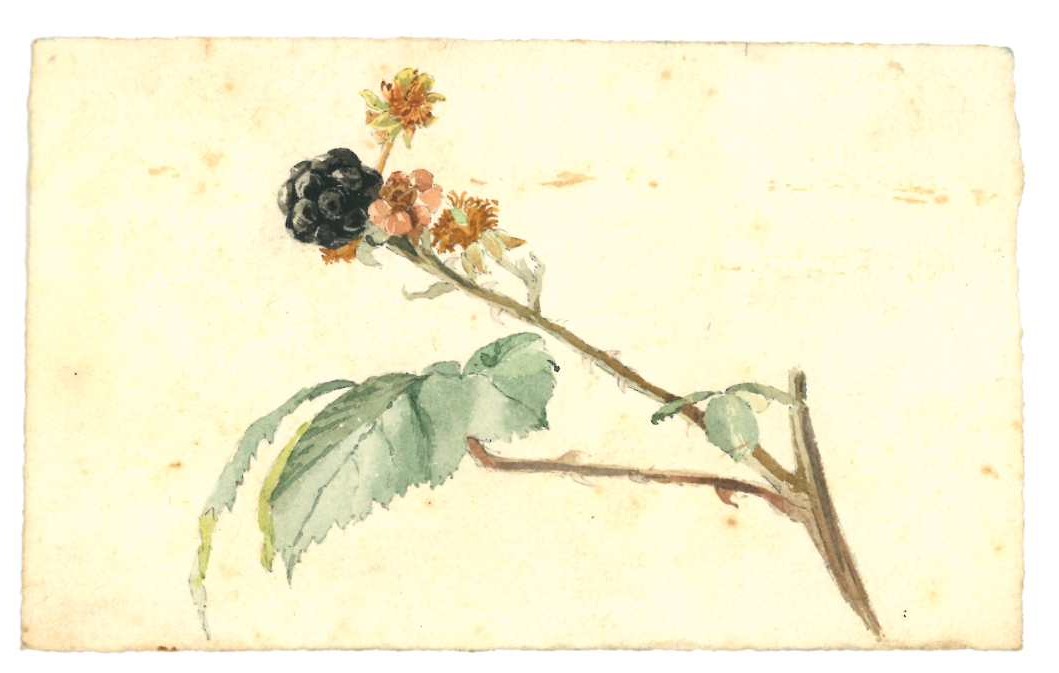 Margaret Lilias Sumner's beautiful watercolour is one of a number of sketches in the Sumner family collection at #KendalArchives Margaret was a drawing pupil of John Ruskin, and the collection includes letters in which he comments on her drawings #EYANature @explorearchives