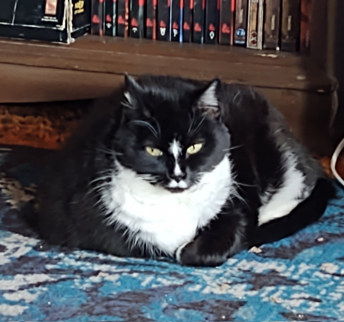 I made the choice to do the emergency vet visit. She was in pain. 
18 years I had my sweet, furry Gir. My best friend. My strong, brave, adventurous fur baby. She crossed the rainbow bridge tonight. I miss her so much.