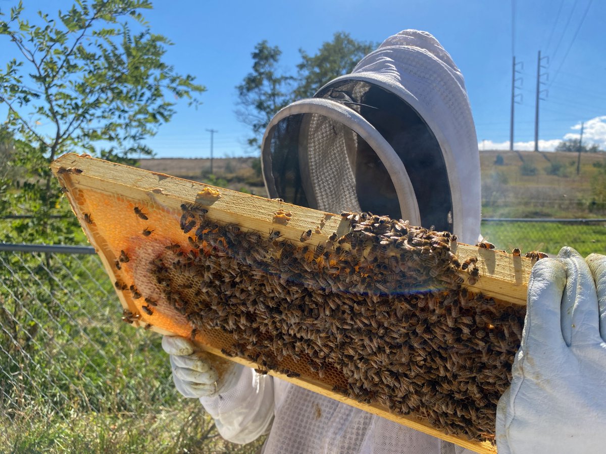 Inside The Race To Save #Honeybees From #ParasiticMites sciencefriday.com/segments/honey… via @scifri #savethebees