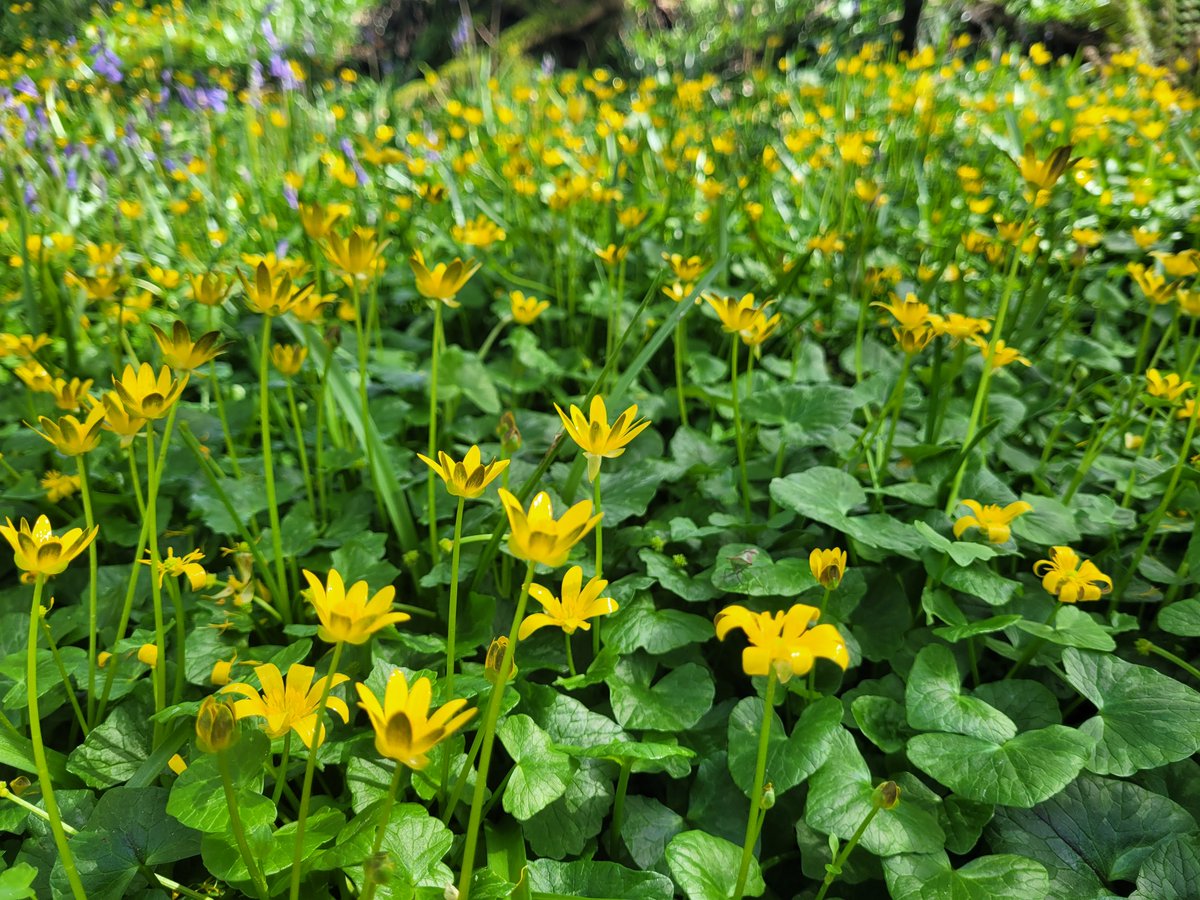 Lesser Celandine is still undisputed as the most commonly recorded wildflower in 2024, with 458 sightings already submitted through Ireland's Citizen Science Portal. Remember you can submit all of your sightings here: records.biodiversityireland.ie