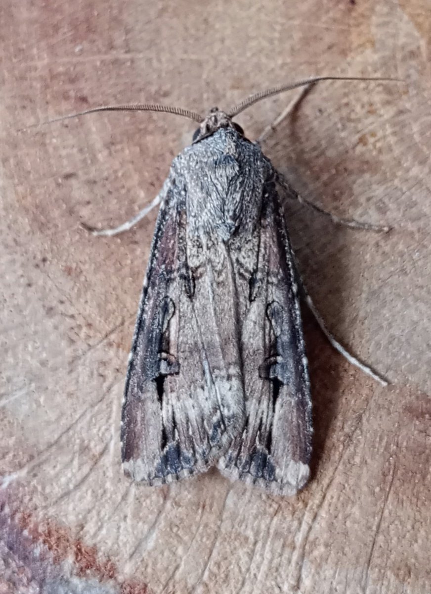 14/12 last night (but may have lost some to a torrential squall that went through an hour before dawn and mostly removed the sheets from the washing line). Nothing new, but did include the year's 3rd Dark Sword-grass @MigrantMothUK