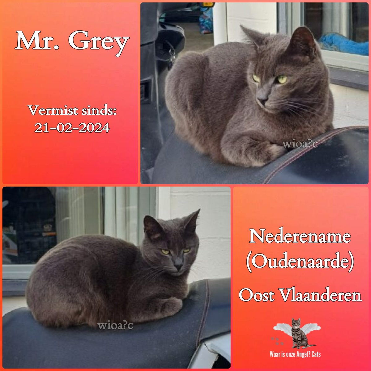 Mr Grey #Vermist sinds 21-02-2024 te #Nederename #Oudenaarde #OostVlaanderen #België 

facebook.com/photo/?fbid=72…