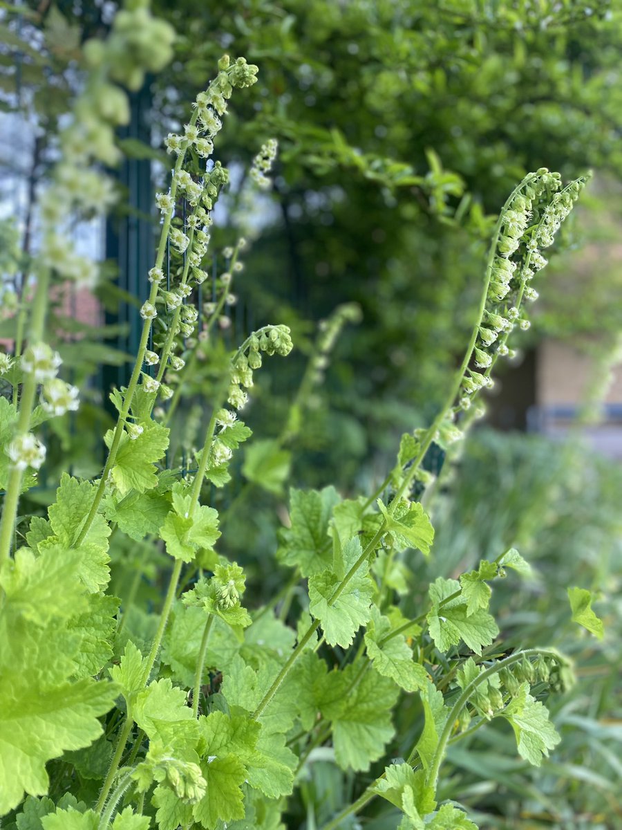 Monday morning, welcoming back pupils into the school garden. #Mondayvibes @RHSSchools #GardeningTwitter ⭐️☀️🌍💚