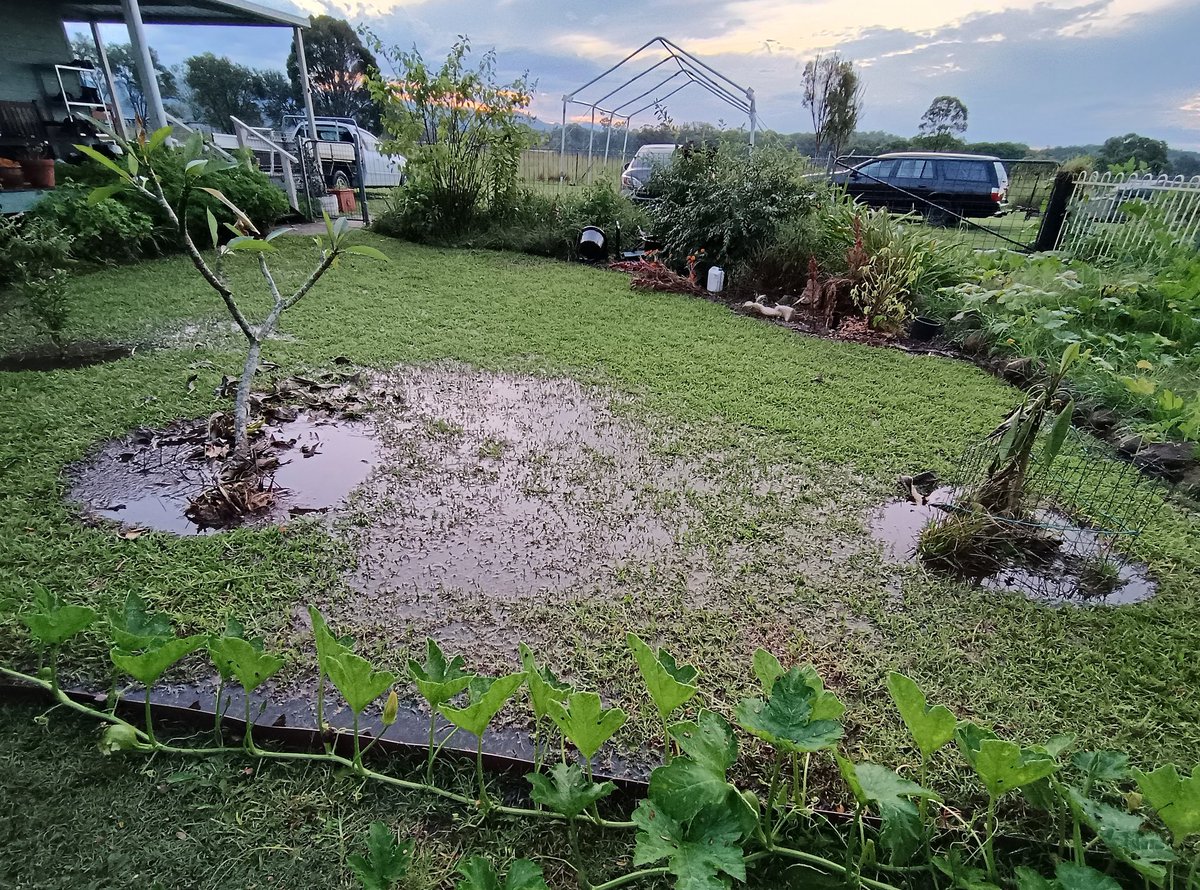 Well that was 32mm in less than half an hour. My poor frangipani were just starting to recover from waterlogging and now they have to survive this one.