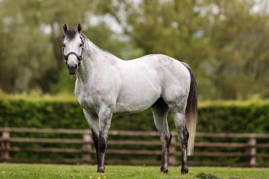 🥇𝐍𝐞𝐰 𝐰𝐢𝐧𝐧𝐞𝐫 𝐟𝐨𝐫 𝐁𝐄𝐀𝐔𝐌𝐄𝐂 𝐃𝐄 𝐇𝐎𝐔𝐄𝐋𝐋𝐄 ! Belle Gosse won first time out at Angouleme. This 3yo is trained by @EcurieNicolle and she’s the sister of 𝐏𝐎𝐑𝐓𝐎 𝐏𝐎𝐋𝐋𝐎 & 𝐒𝐈𝐗 𝐎𝐍𝐄. 👏🏻 Congratulations