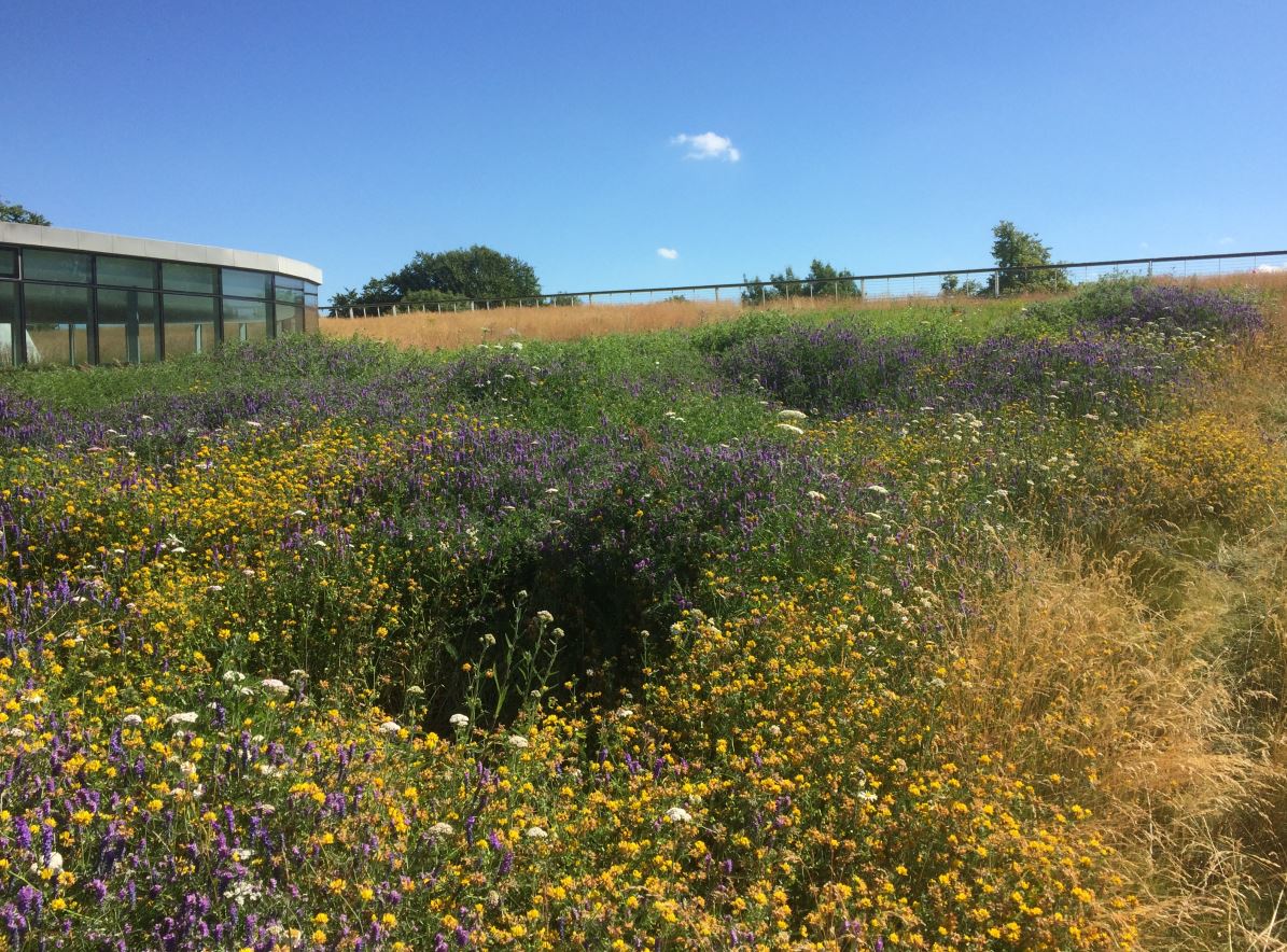 We take a look at 'Biodiversity and Glasgow University' in our latest blog. One area of increasing activity is the University’s approach to greenspace management. More @ scottishpollinators.wordpress.com/2024/04/11/bio…