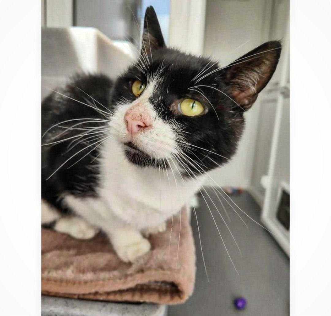 Jack is one of our long-stay cats desperately hoping to find his #happpilyeverafter soon 🤞🏻 he's seen many cats come & go lately & this has left him feeling a little overlooked 😿 can you lend a helping paw & his story? 🐾 Find out more 👇🏻👇🏻 cats.org.uk/findacatform/?…