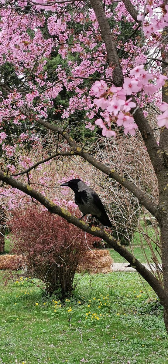 Spring #crows