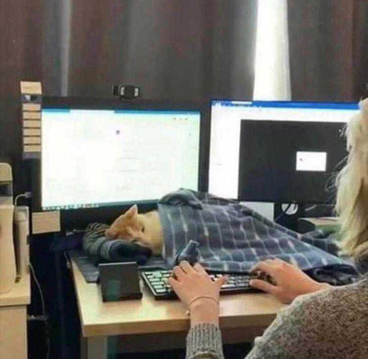 'Describe your ideal work environment' Me: