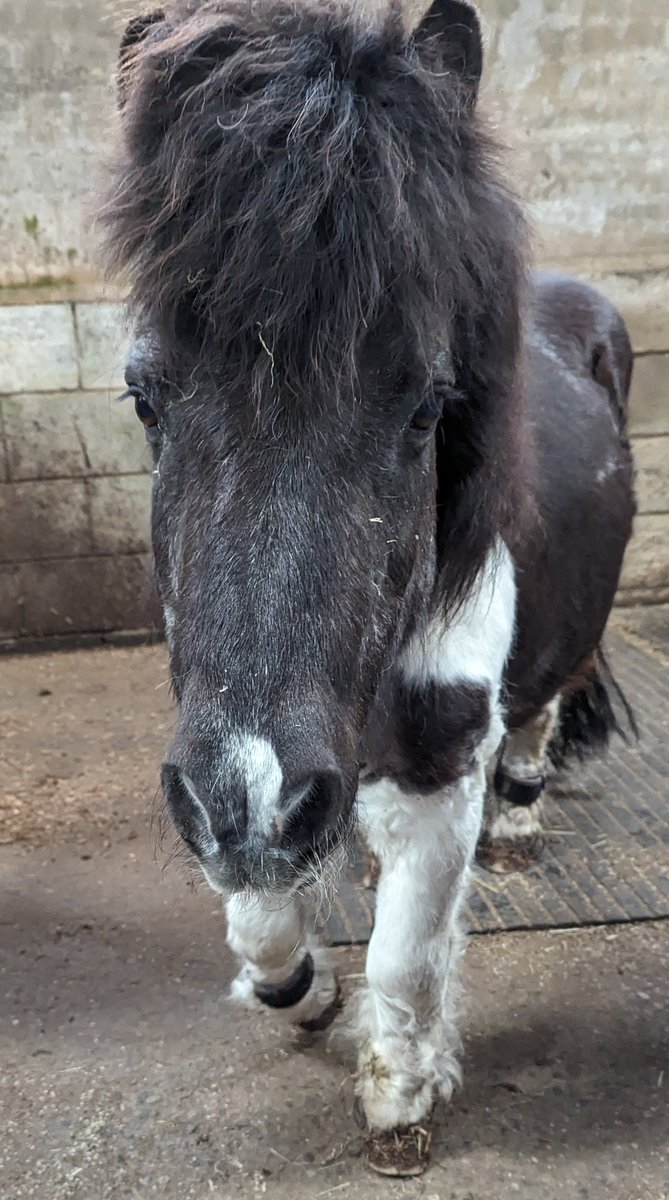 HumbugAndToby's tweet photo. My ears are considering being #GrumpyEars as Mr Farmer has declared a duvet day on account of the snow. Yep, it's mid-April and it's snowing! βοΈβοΈ
#Snow #Spring2024 https://t.co/Bj6VE92CqN