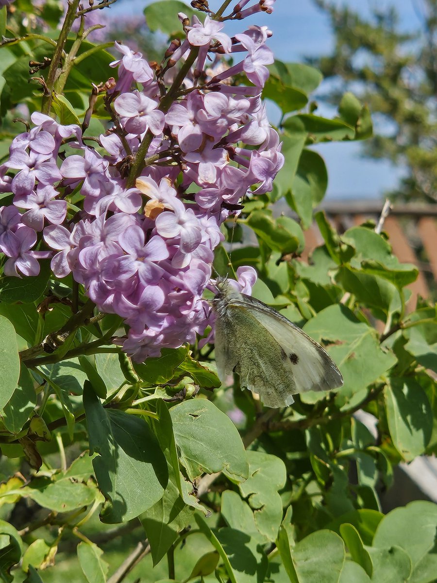 Si os fijáis bien hay una mariposa 🦋 camaleonica entre las flores 👁