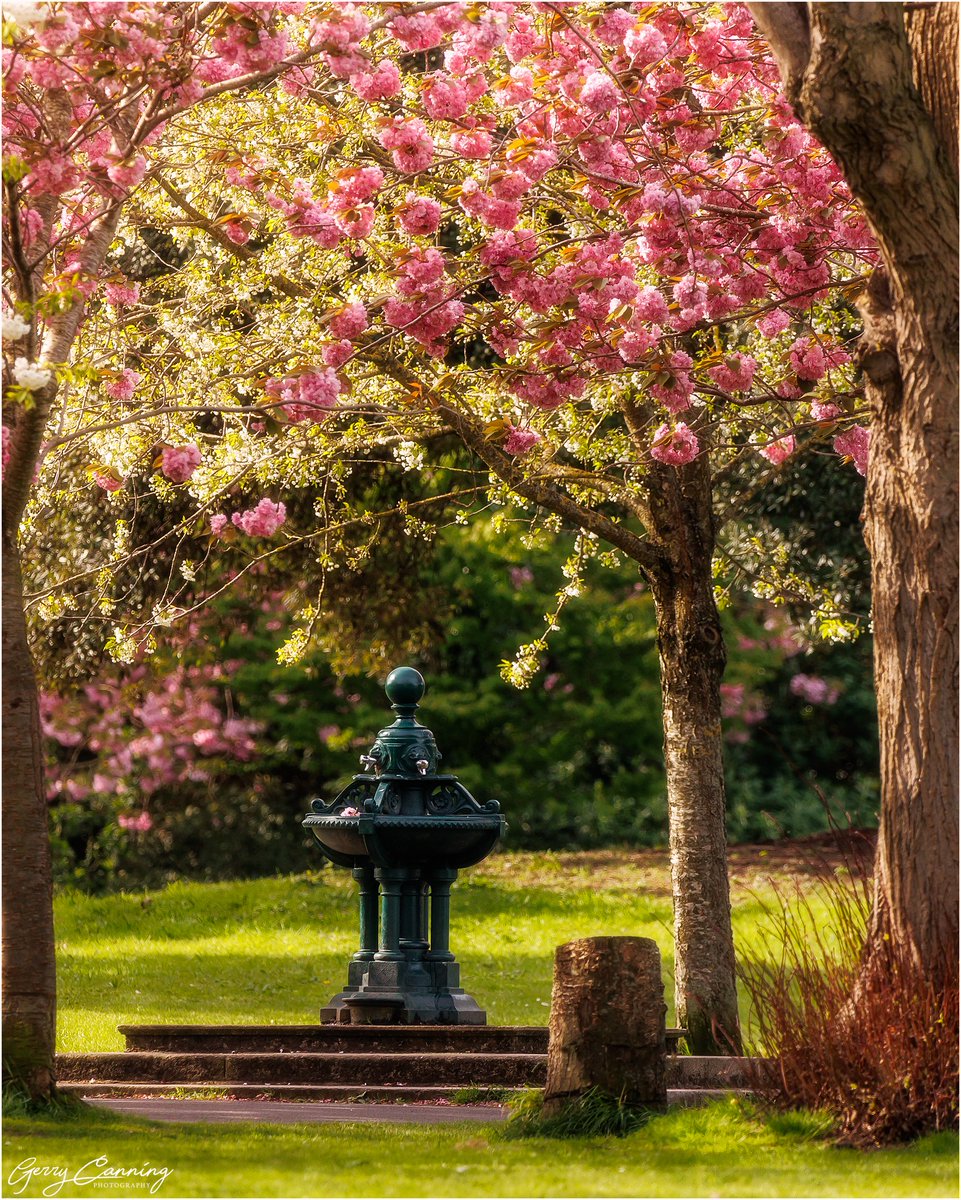 Cherry Blossoms in Herbert Park, Dublin.

#cherryblossom #flowers #Park #herbertpark #lovindublin #lovingdublin #Dublin #dublincity #ireland  #addictedtoireland #enjoyireland #canonr6 #sigma #sigma150600