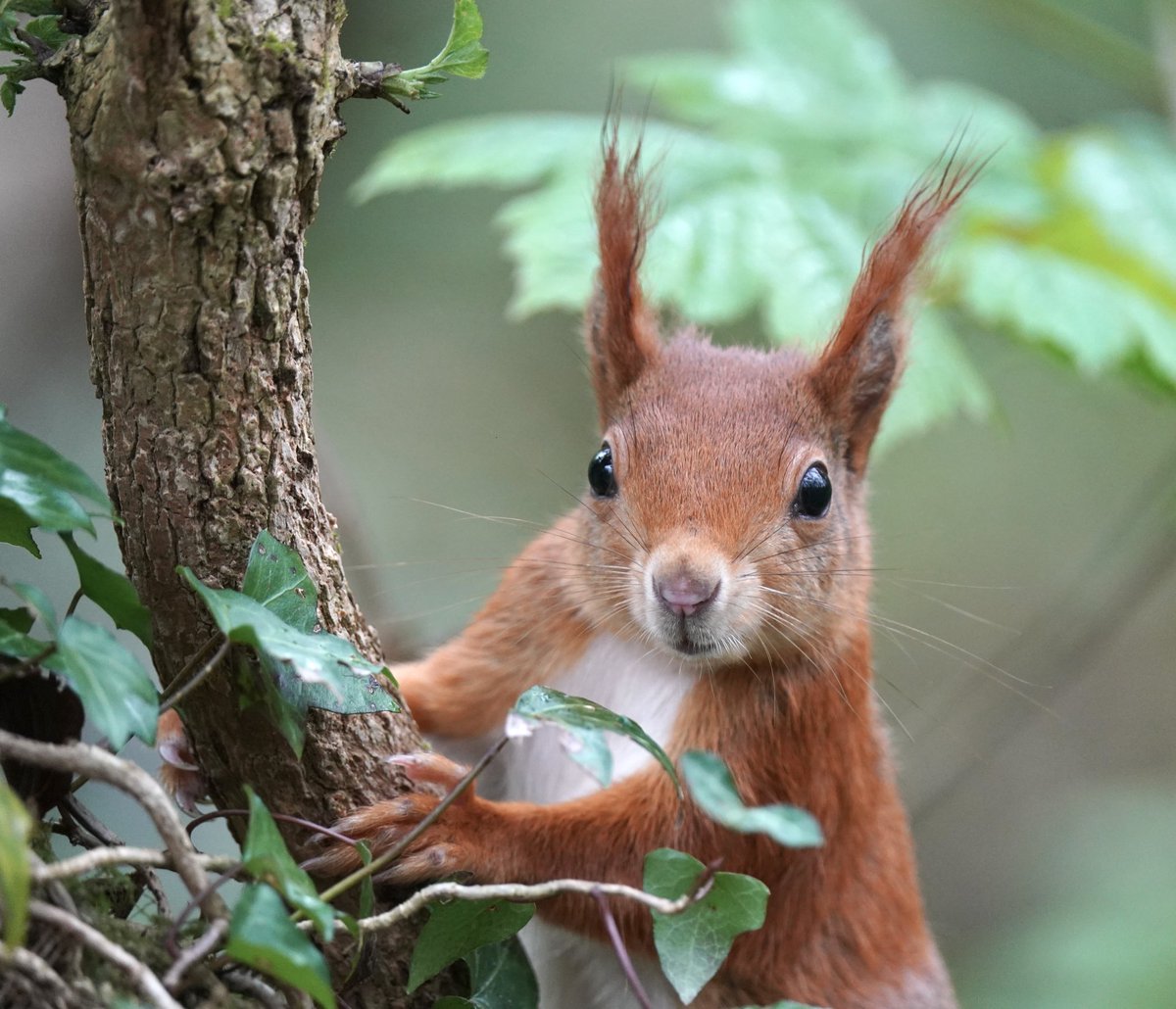 One of many shots taken on Saturday. @RedSquirrelsinW