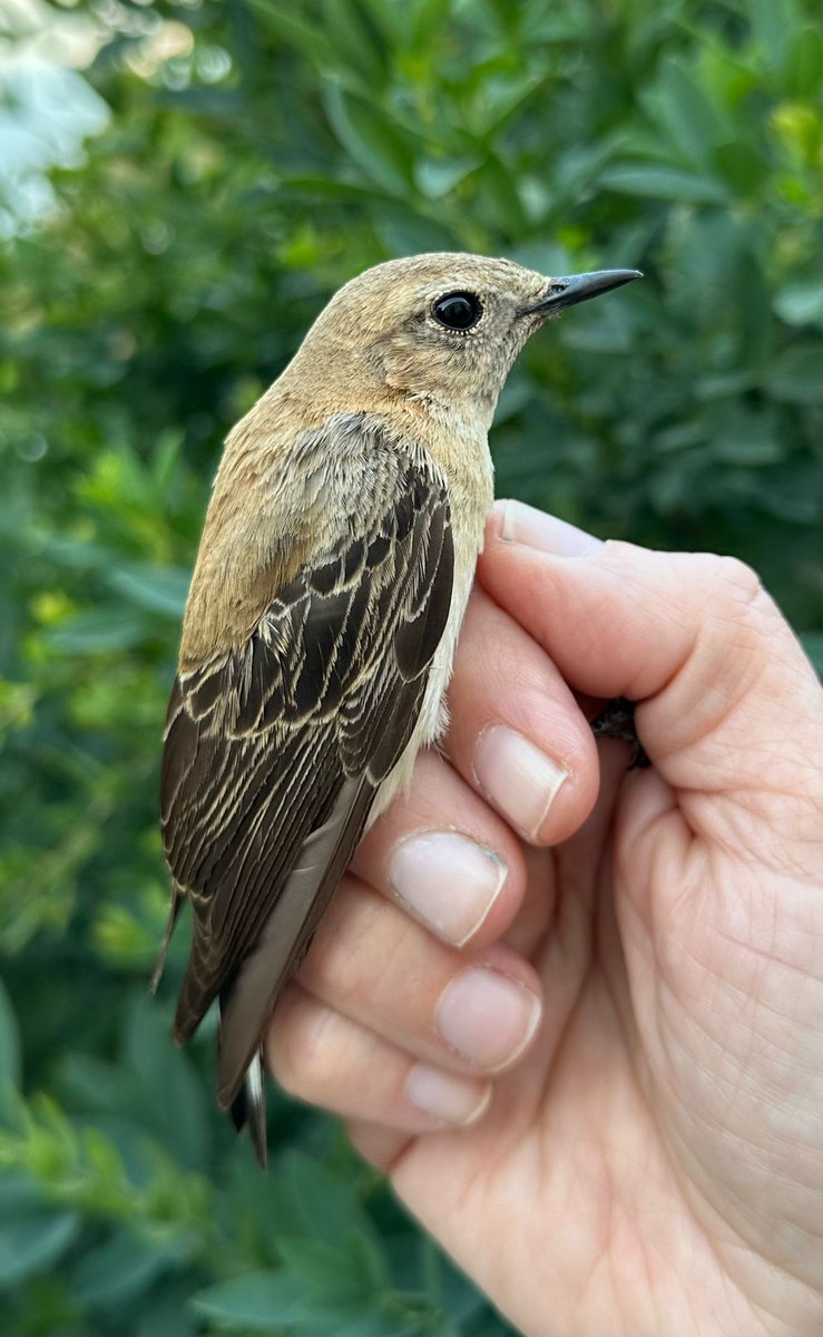 GONHS Gibraltar tweet media