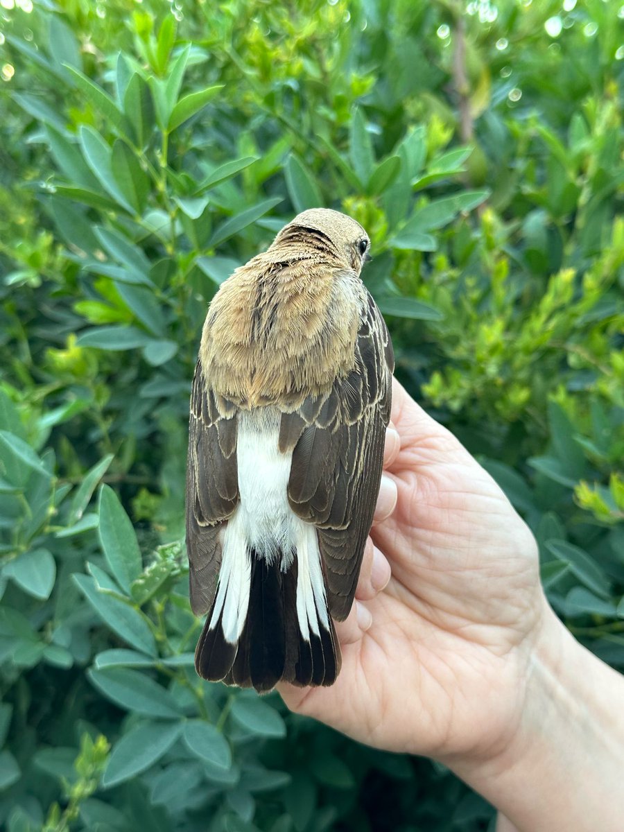 GONHS Gibraltar tweet media