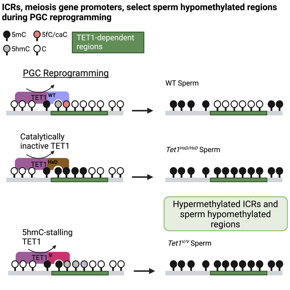 TET1-mediated germline reprogramming & sperm methylome patterning ft. Rexxi Prasasya, Blake Caldwell, Zhengfeng Liu, Songze Wu, @Marisa_S_B (@PennCDB), Johanna Fowler, Steven Cincotta, Diana Laird, @KohliLab (@PennMedicine) & N. Adrian Leu (@PennVet) tinyurl.com/49rferp4