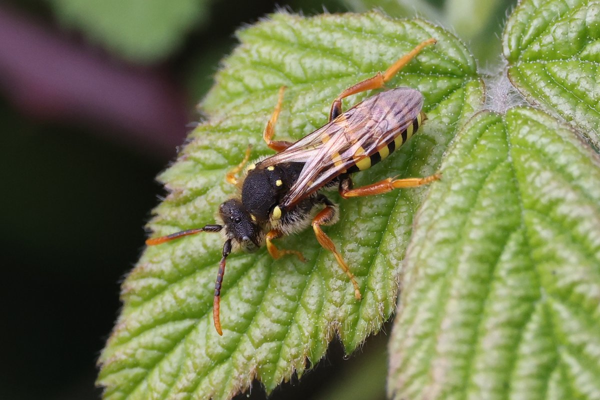 I was wandering down the old road at Abberton when I came across this weak-flying insect with dangling legs. Apparently it is the Cuckoo Bee Nomada goodeniana of Andrena nigroaenea, the Buffish Mining Bee. Thanks to Simon Knott for the identification.