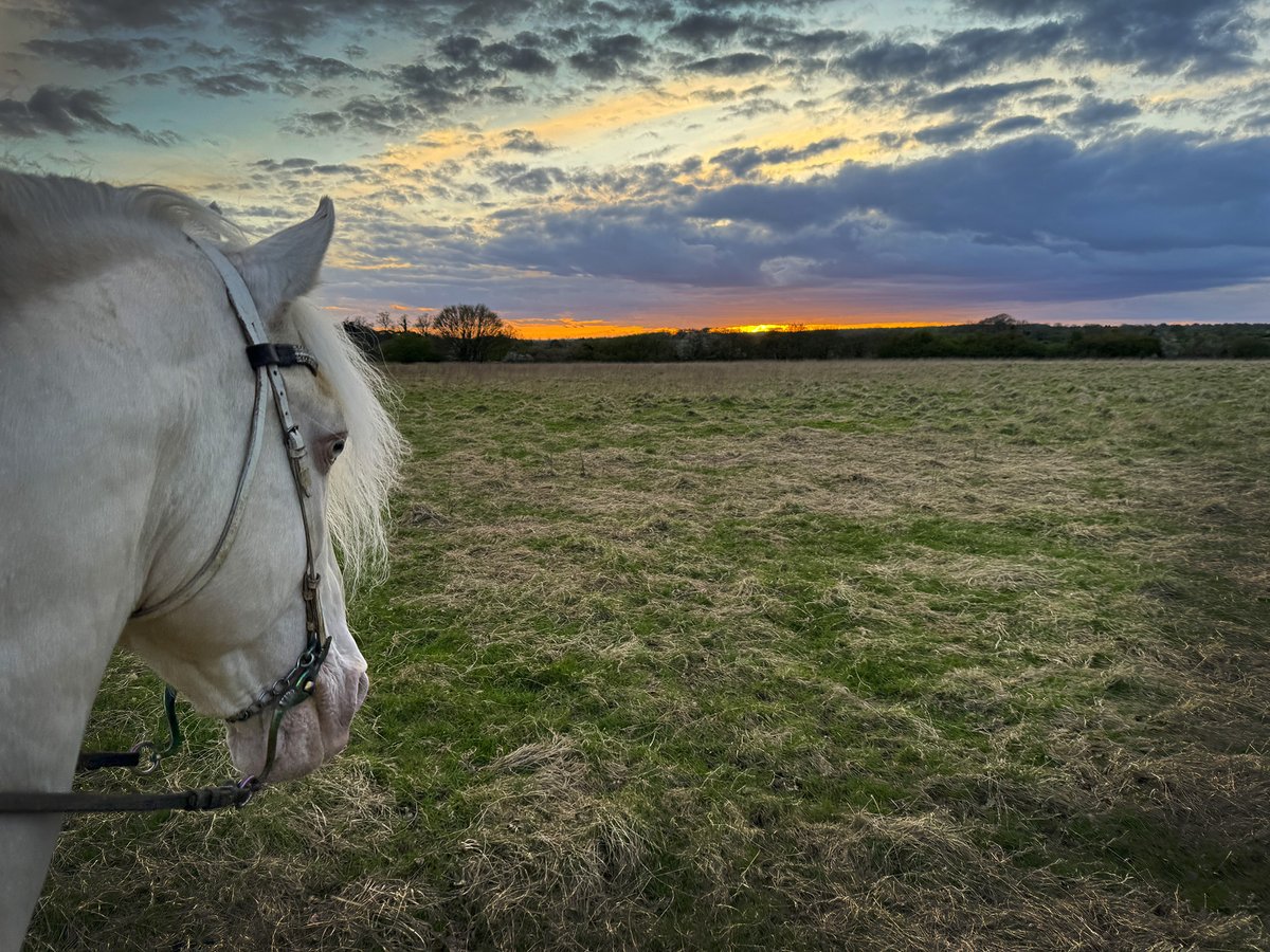 Yesterday was lovely crisp bright spring weather here, and this was my sunset adventure with Ghost. Today is a dark grey storm and heavy cold rain. Good for telling stories around a fire.