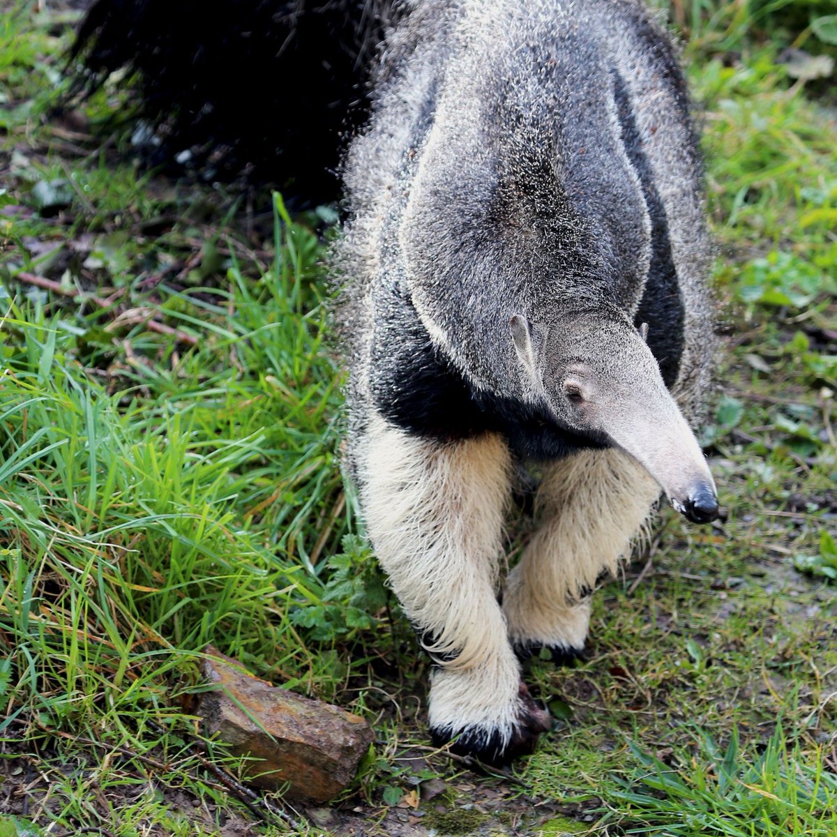 🐜 Have you been to see Zena the giant anteater yet? 🐾 🌿 She’s settled in at Jersey Zoo’s South American House alongside our howler monkeys 👇 Find out more about how Durrell and our partners @IcasWild are helping orphaned giant anteaters in Brazil durrell.org/visit-jersey-z…