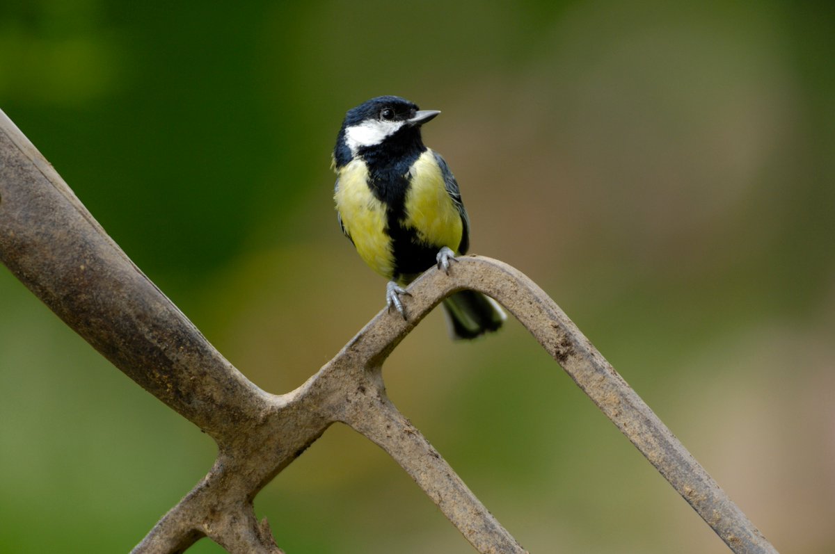 In today's blog we're sharing five facts about Great Tits. During this year's #BigGardenBirdWatch, 39,294 Great Tits were counted in Scotland, so how much do you know about our 7th most common garden bird? community.rspb.org.uk/ourwork/b/scot… 📷 Ray Kennedy