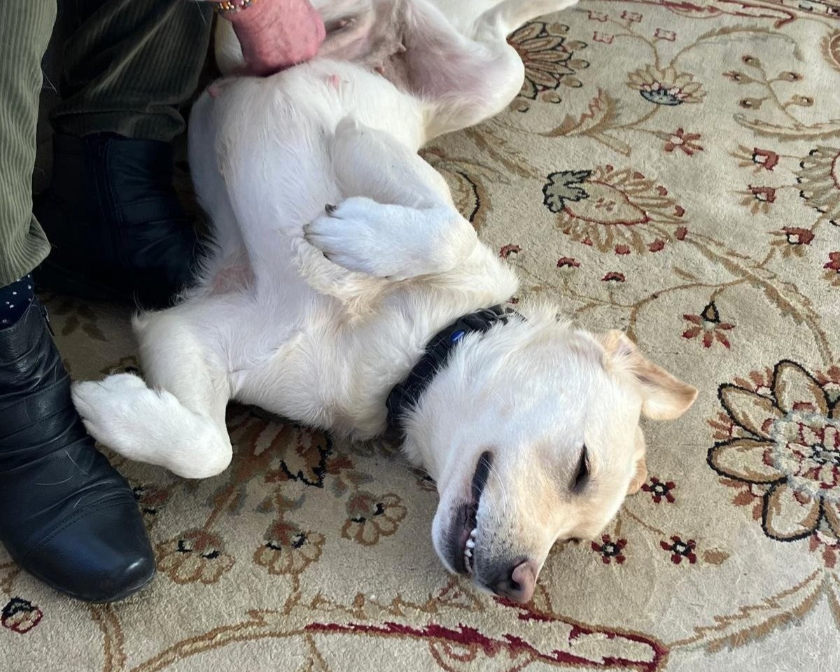 Hearing dog mum Della knows tummy rubs are the best way to start the week 🐾🥰
