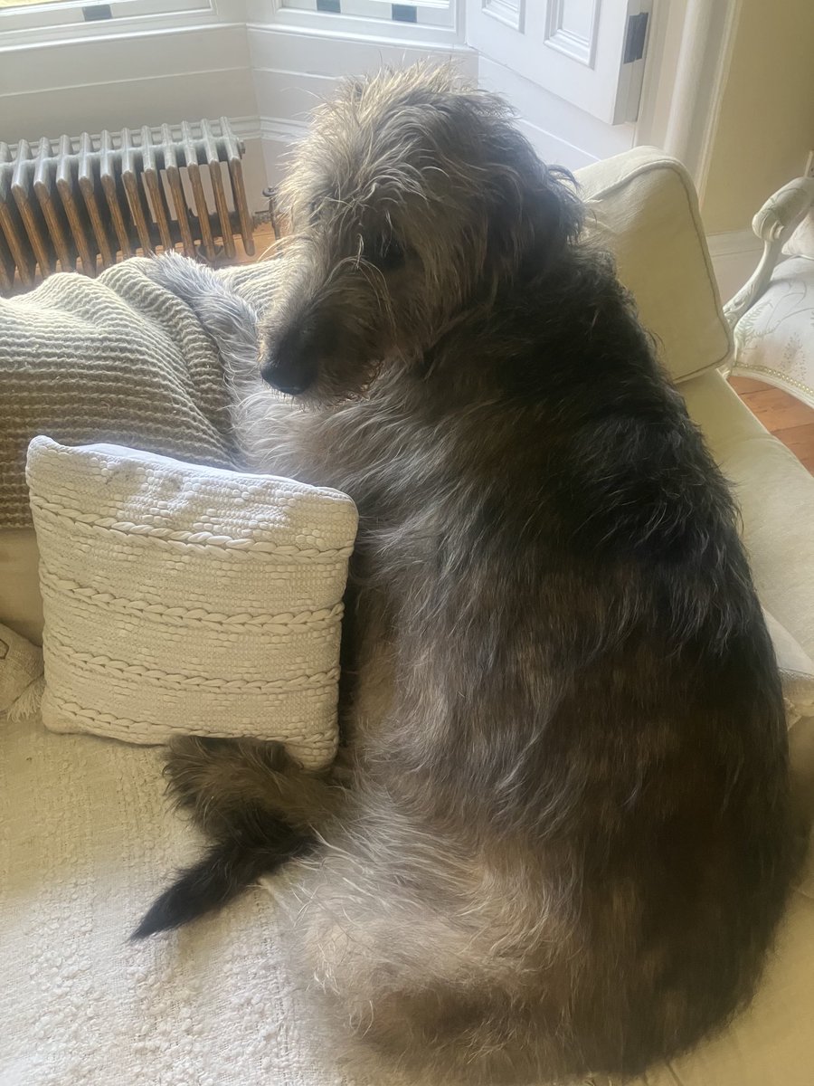 Jessie giving thought to how the couch is off limits for wolfhounds.