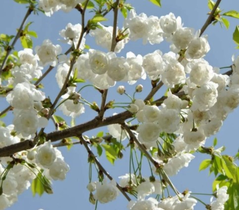 🌼 @GoCVcard discounted admission and FREE for Go CV+ for #GoCV members to The Charterhouse, centre of Charterhouse Heritage Park. 🌸 Next FREE Event: Blossom Day on Sunday 21 April to mark opening of blossom and natural play space orlo.uk/YIplm