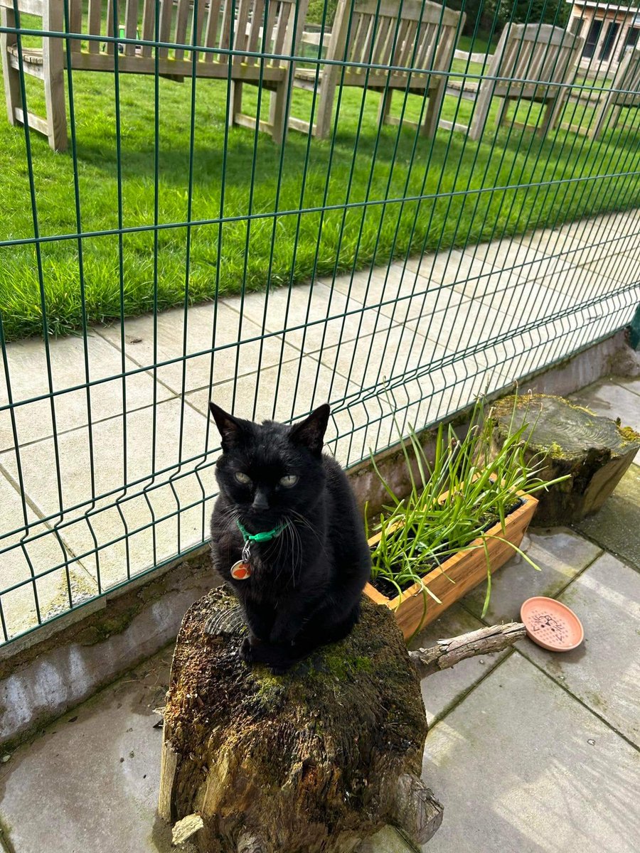 #mondaythoughts ~ wonder what Koop is sitting & thinking about 🤔 perhaps hoping the weather will start to change this week & we shall have some sunshine every day & no rain. #panfurs #inthecompanyofcats #seniorcatsrock #fabulousfelines #purrfectpaws #rescuecats