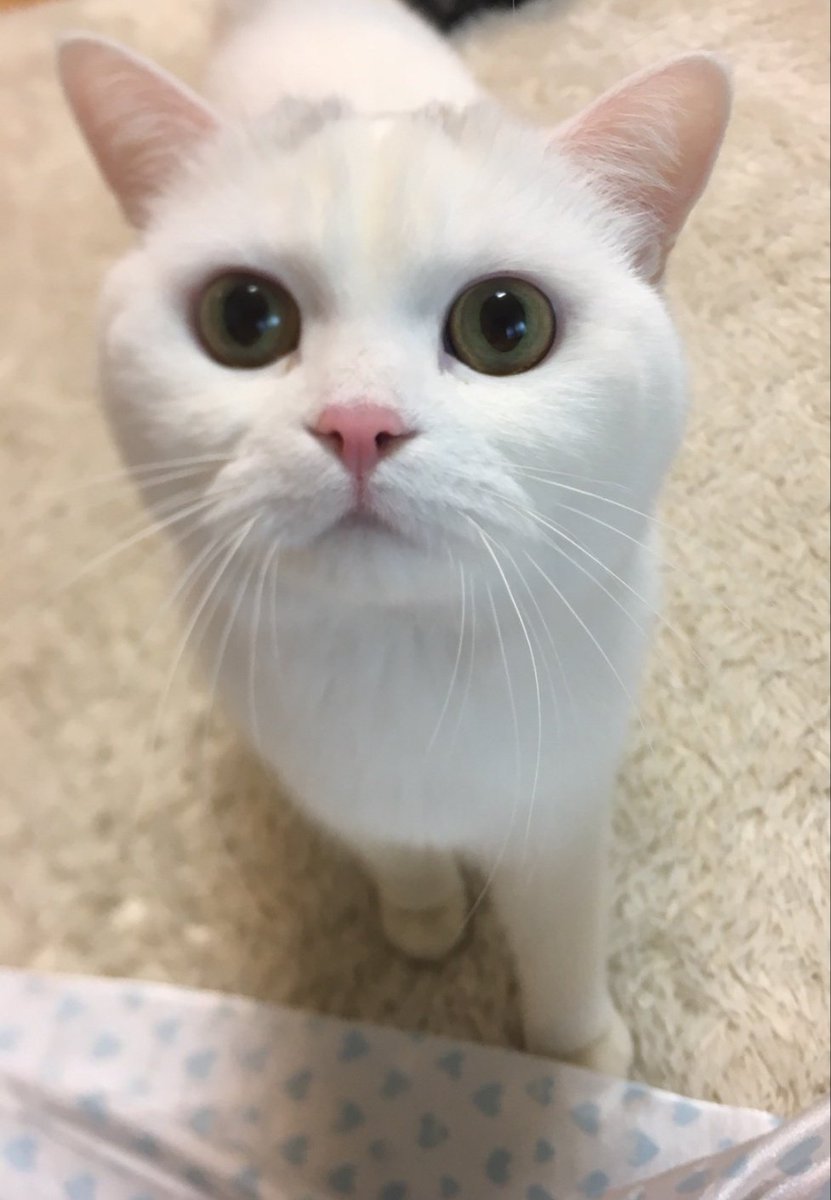 kkamjja's tweet photo. 해결 될 수 있도록 조사가 이루어 졌으면 좋겠네요. https://t.co/hiCR5bIh9y