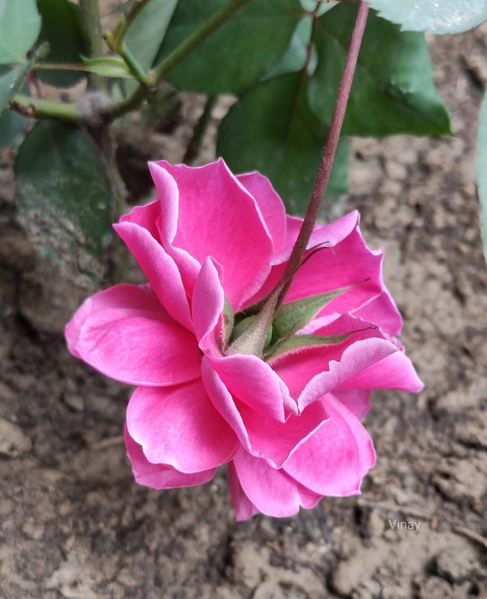 Drop something pink 🩷 #flowerphotography #Flowers #nature #FlowersOfTwitter #Rose 🌹