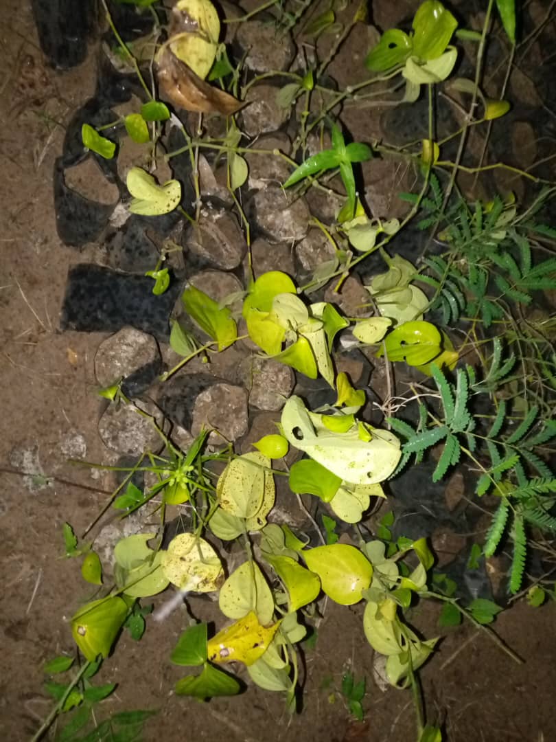 agrobenin tweet media