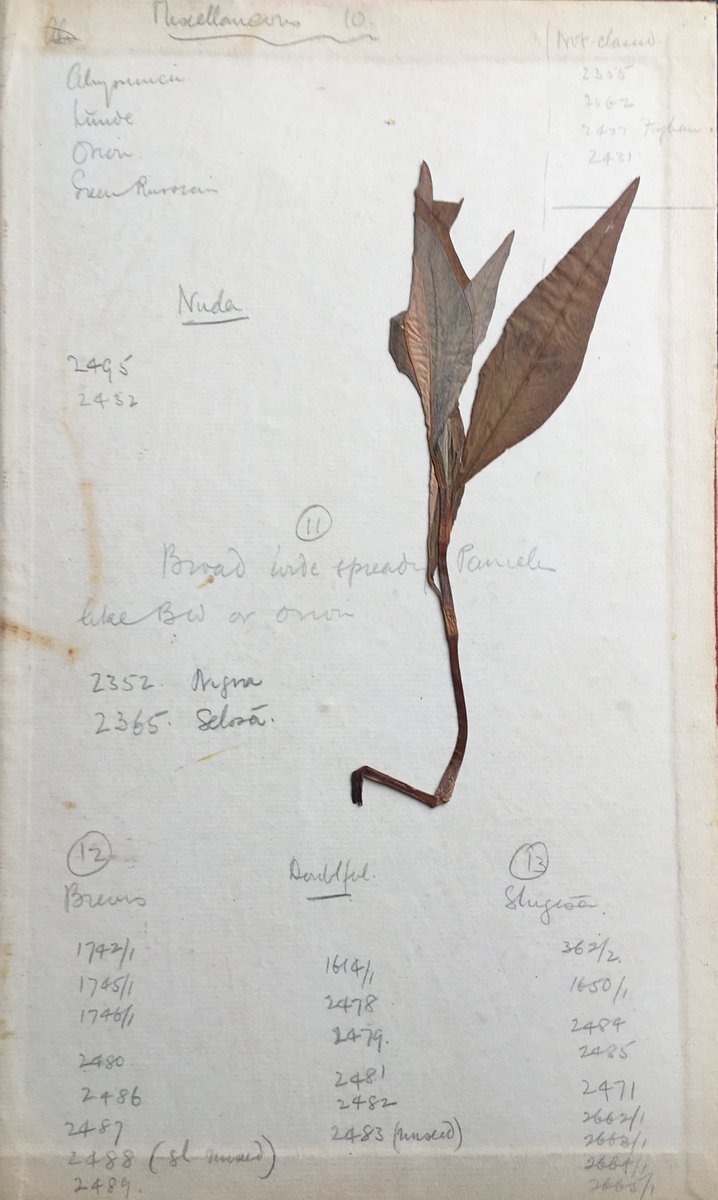 While cleaning the @ibers_aber notebooks, students from @InfoStudiesAber found this plant still pressed between the pages of a book from the 1920s. #PlantScience #DISProject #Archives