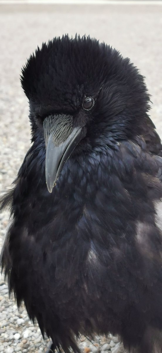 Frühlingskrahner - spring #crows El Toro, ready for breeding