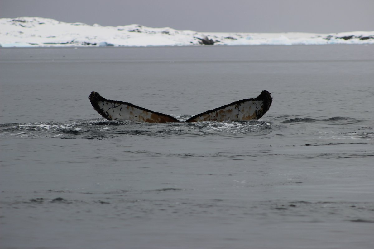 We love this view 😍 #whalewatching 📷 by Jaap Geelhoed