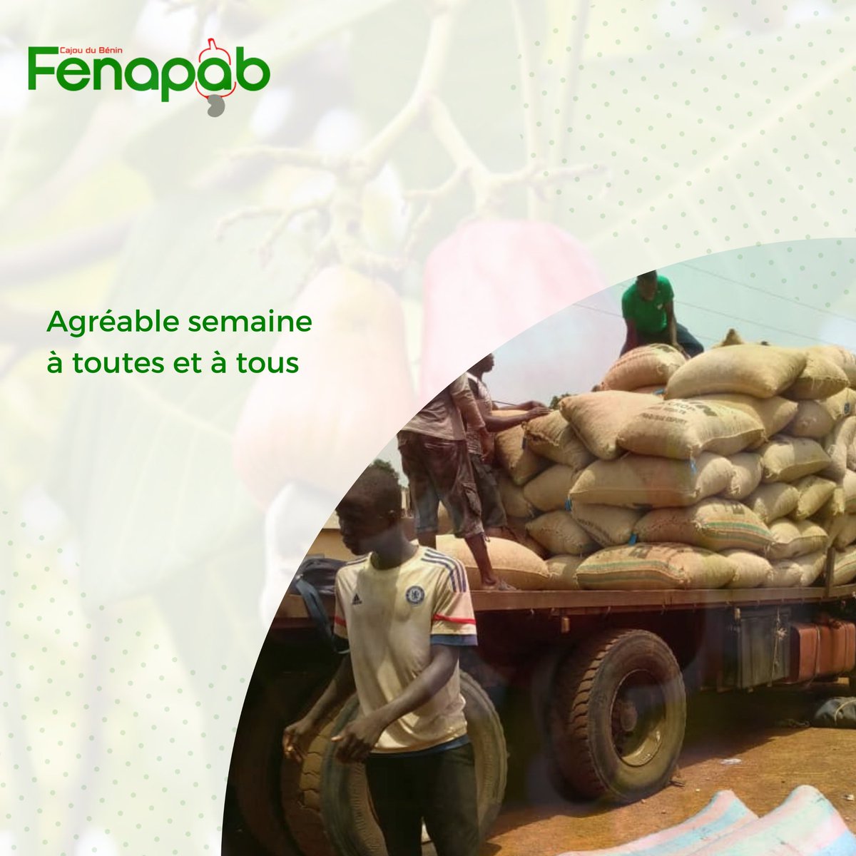 Fenapab2022's tweet image. La Fédération Nationale des Producteurs d&apos;Anacarde du Bénin (FENAPAB) vous souhaite une agréable semaine. 

#Fenapab #BonneSemaine