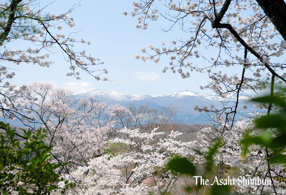 祖母との花見で食べた麦飯の味　疎開中の家の廊下は桜吹雪に染まったasahi.com/articles/ASS4F… 「長い冬が終わると隣にあった小学校の桜並木が一斉に咲いた。家の廊下は桜の花びらだらけになった。寺島さんは桜の廊下に1人寝っ転がって空を見上げるのが好きだった」#桜ものがたり　#桜　#福島　（矢）