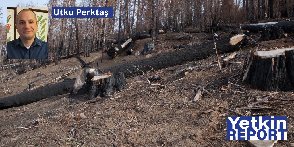 Küresel orman kaybı alarm veriyor: Türkiye felaketin eşiğinde ▶️ Dünyada son 30 yılda Libya'nın yüzölçümü kadar orman yok oldu. Gidişat alarm verici boyutlarda Türkiye'nin durumu ise daha da kritik👇 ✍️ Utku Perktaş yetkinreport.com/2024/04/15/kur… @Perktas