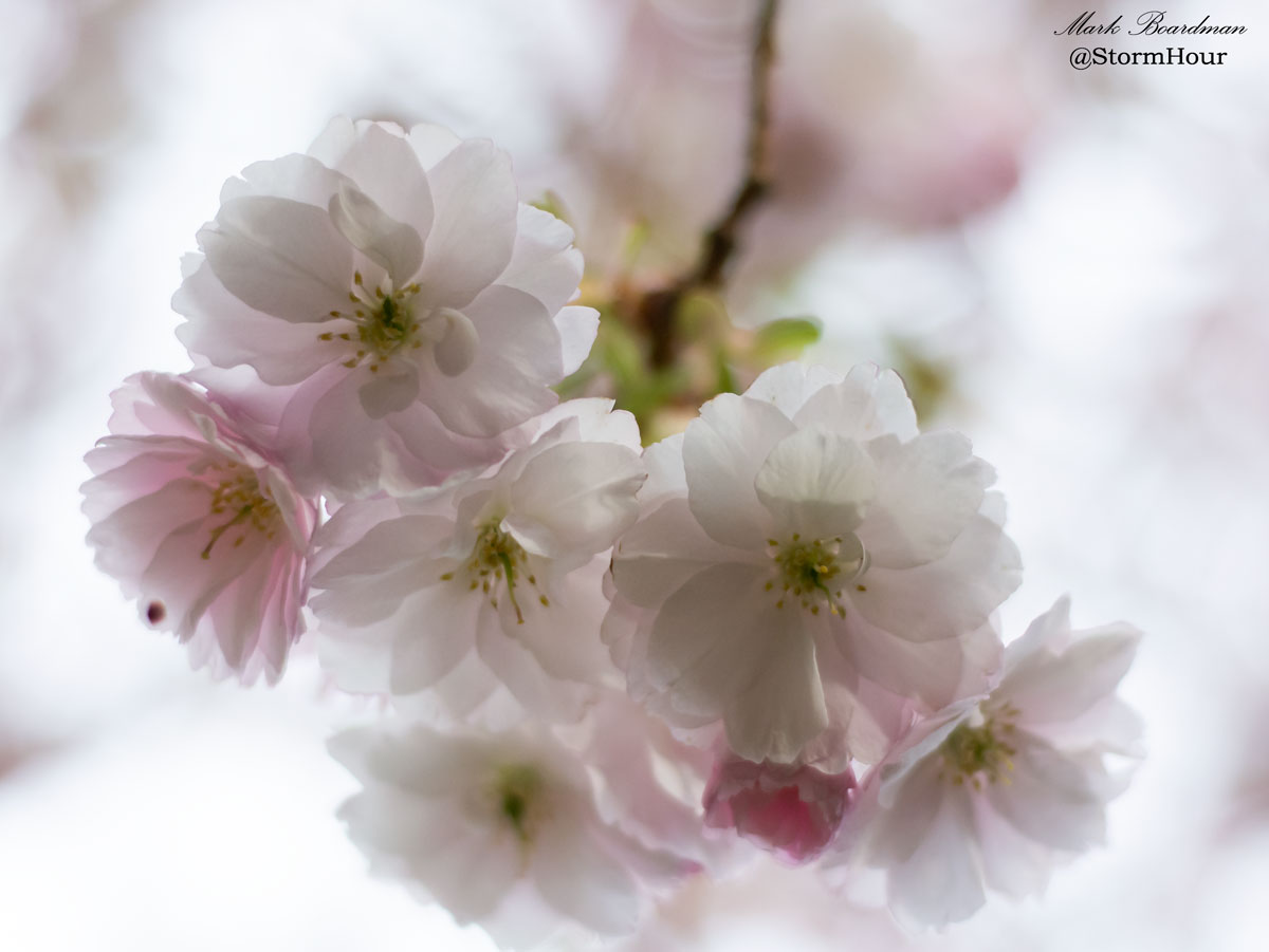 StormHourMark's tweet image. The Theme of the Week is 'Blossom'
Pop your blossom photos in the thread below. We RT the best &amp;amp; pick favourites!

Thank you 🙂📷 ~ Mark
#StormHour #ThePhotoHour #ThemeOfTheWeek   

You can show support by buying us a coffee at ~ ko-fi.com/stormhour