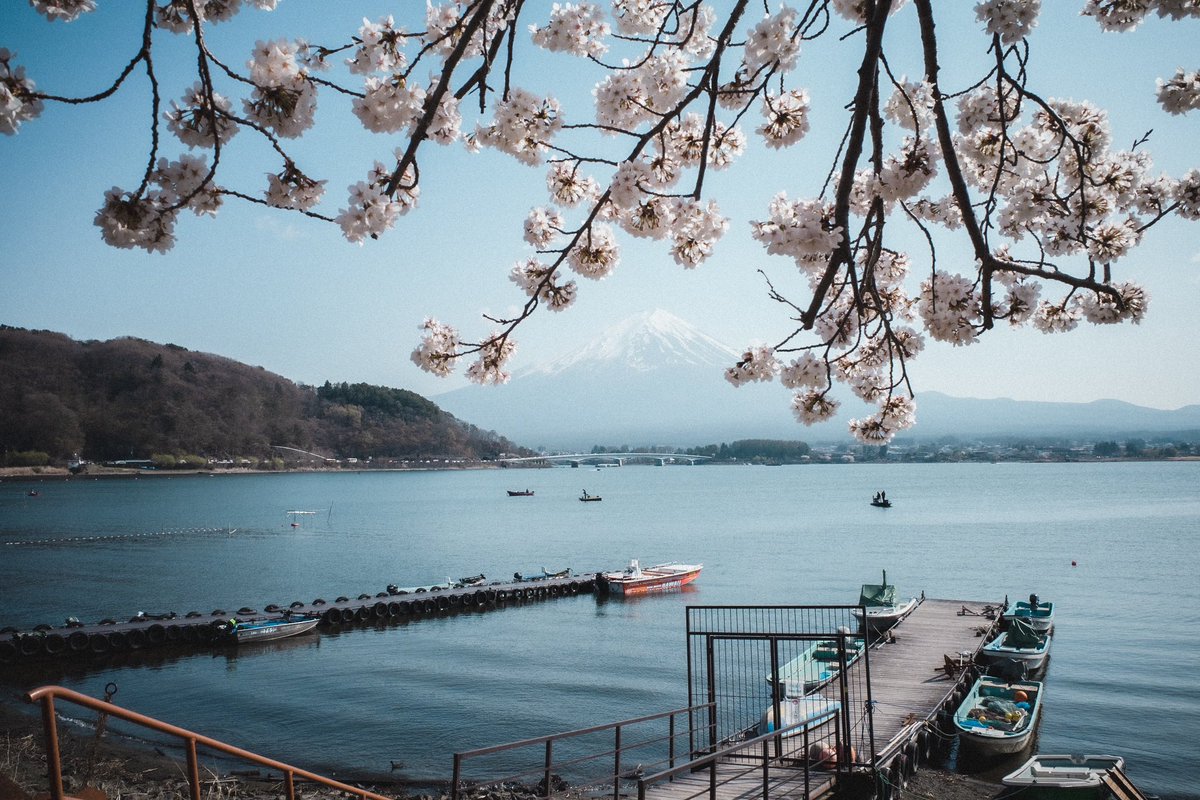 桜と富士山