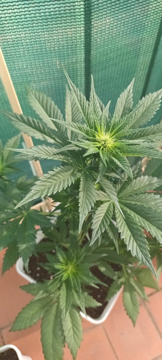 Sin_Pension's tweet photo. #ElTontoLasAuto
Eh aki 4 #DarkDevilAuto de las moradas/moradas de la #RedFamily 
 Ninguna de las 4 da ni un leve atisbo de #florroja .
@sweetseeds_es k puedo esperar de estas plantitas ? K ha podido pasar ? 😭😭😭 https://t.co/bqqWEARD9H