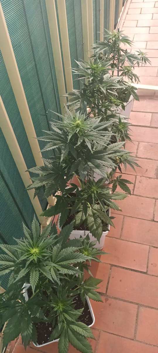 Sin_Pension's tweet photo. #ElTontoLasAuto
Eh aki 4 #DarkDevilAuto de las moradas/moradas de la #RedFamily 
 Ninguna de las 4 da ni un leve atisbo de #florroja .
@sweetseeds_es k puedo esperar de estas plantitas ? K ha podido pasar ? 😭😭😭 https://t.co/bqqWEARD9H