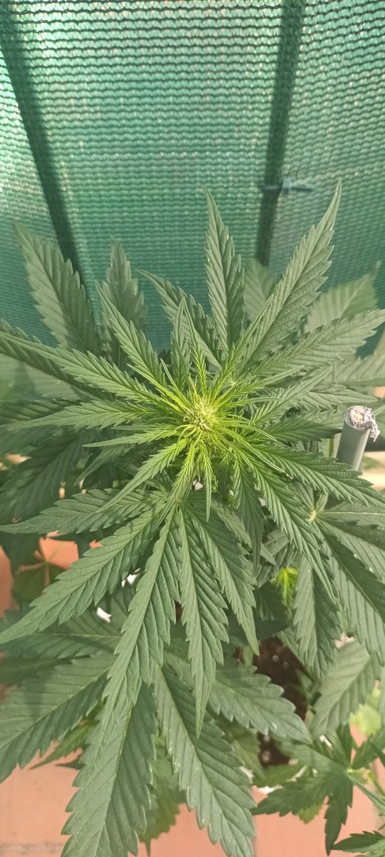Sin_Pension's tweet photo. #ElTontoLasAuto
Eh aki 4 #DarkDevilAuto de las moradas/moradas de la #RedFamily 
 Ninguna de las 4 da ni un leve atisbo de #florroja .
@sweetseeds_es k puedo esperar de estas plantitas ? K ha podido pasar ? 😭😭😭 https://t.co/bqqWEARD9H