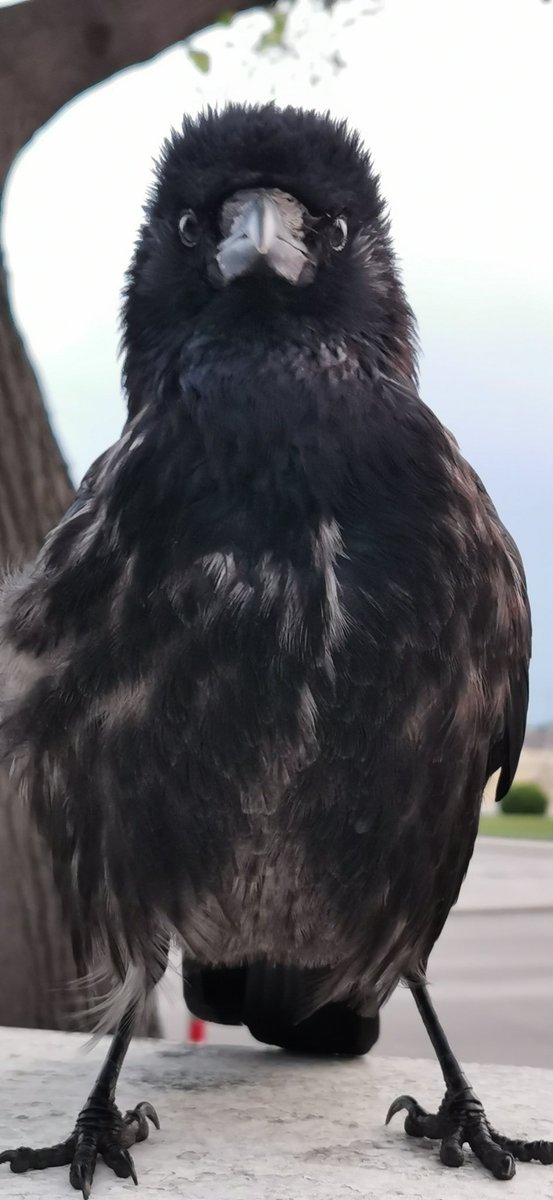 Famous #crows dressed for breeding. Piu von Schönbrunn - world Heritage Crow