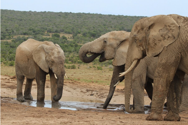 Get Closer to Nature's Grandeur on a Luxurious African Safari.

🌐visit our website at africanluxurysafari.com/12-days-zimbab… to learn more.

#LuxurySafari #AfricanAdventure #WildlifeEncounters #LuxuryTravel #NatureLovers
#LuxuryAfricanSafaris #KrugerNationalPark #LuxurySafari