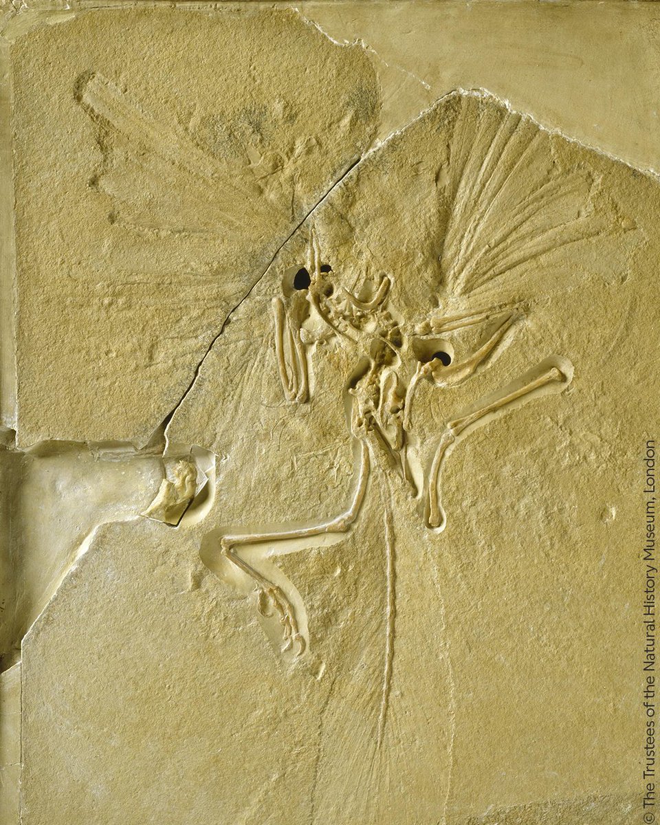 Is it a bird? Is it a plane? Wait, is it a dinosaur?! 🤯 Meet the Archaeopteryx - a small, early #bird from the Late Jurassic Period that changed the narrative around #evolution. (1/5)