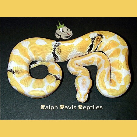 Bellu! 😃 Albino Ball Python (Python regius) Paradox. Foto: Ralph Davis Reptiles. #baby #snake #reptile #livingart #lareptile #lareptiles #breeding #ballpython #royalpython #pythonregius #livingartreptile #livingartreptiles