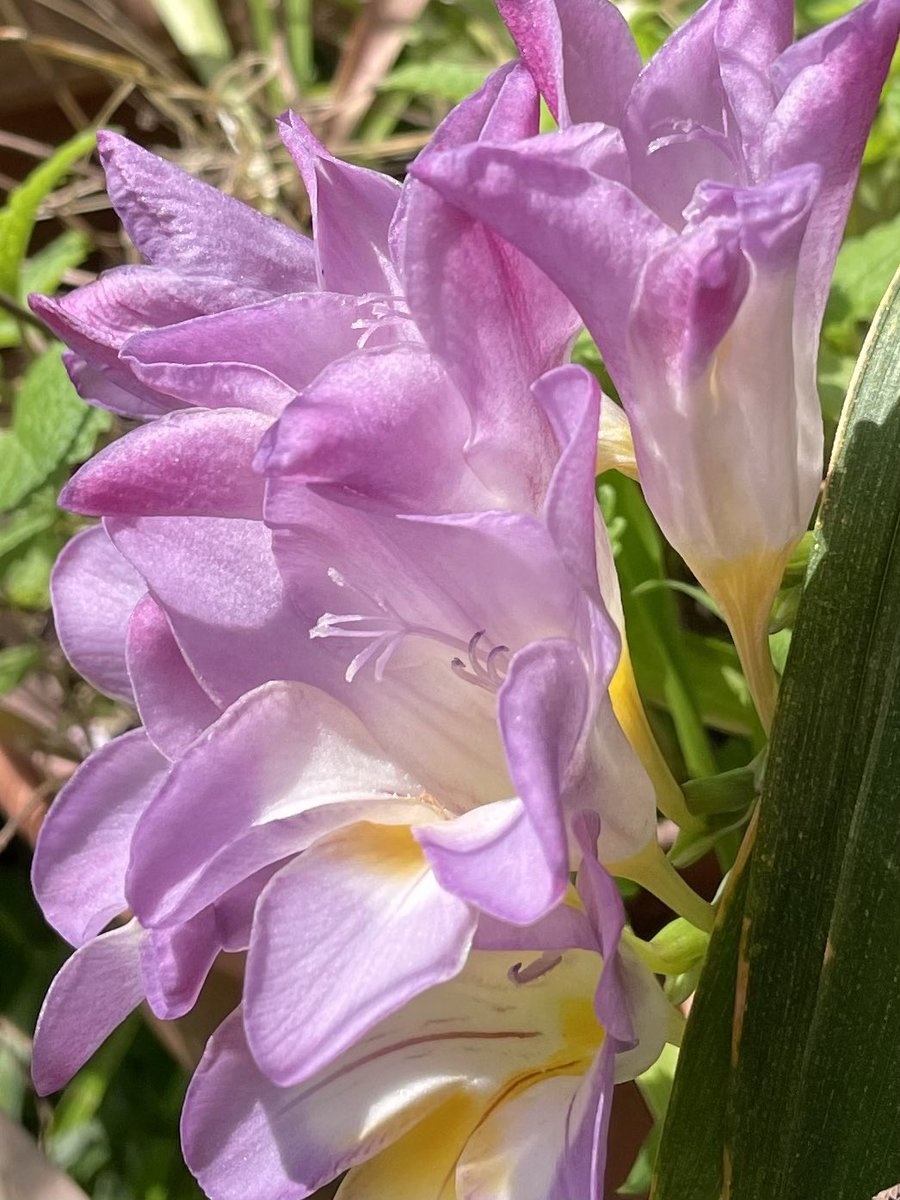 蕾が開きました
これまで20年近く花が咲かなかったモッコウバラだけに感激もひとしお
みっちりとはいかないけど蕾の数は100を超えてる😆
他にも暖冬のおかげかしら？
昨年は一輪しか咲かなかった植えっぱなしフリージアもよく咲いて
花のある暮らし
ちょっと贅沢気分を味わってます😊